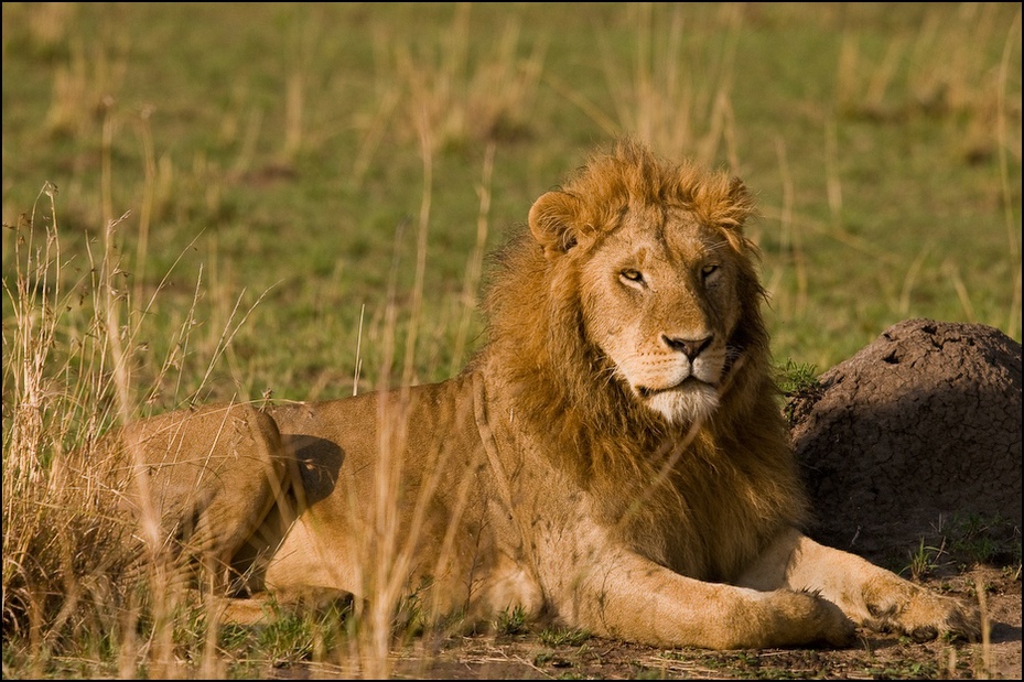  Lew Zwierzęta Nikon D300 Sigma APO 500mm f/4.5 DG/HSM Kenia 0 dzikiej przyrody zwierzę lądowe pustynia masajski lew fauna łąka sawanna trawa duże koty