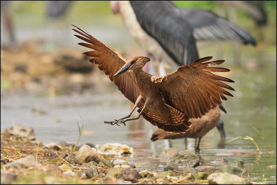  Waruga Ptaki Nikon D300 Sigma APO 500mm f/4.5 DG/HSM Etiopia 0 ptak ekosystem fauna dziób ibis dzikiej przyrody żuraw jak ptak wodny ptak ecoregion shorebird