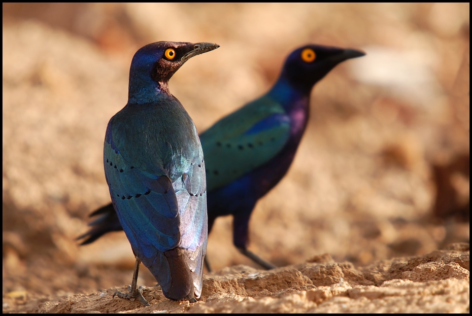  Błyszczak purpurowy Ptaki Nikon D200 Sigma APO 50-500mm f/4-6.3 HSM Senegal 0 ptak fauna dziób organizm dzikiej przyrody acridotheres szpak