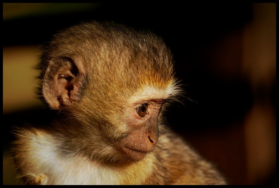  Kapucynka Przyroda kapucynka ssaki małpa samburu kenia Nikon D200 Sigma APO 500mm f/4.5 DG/HSM Kenia 0 fauna ssak oko prymas dzikiej przyrody ścieśniać pysk nowa małpa świata organizm makak