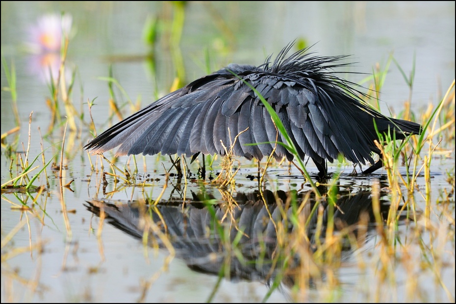  Czapla czarna Ptaki Nikon D300 Sigma APO 500mm f/4.5 DG/HSM Etiopia 0 ptak fauna dzikiej przyrody dziób woda skrzydło pióro