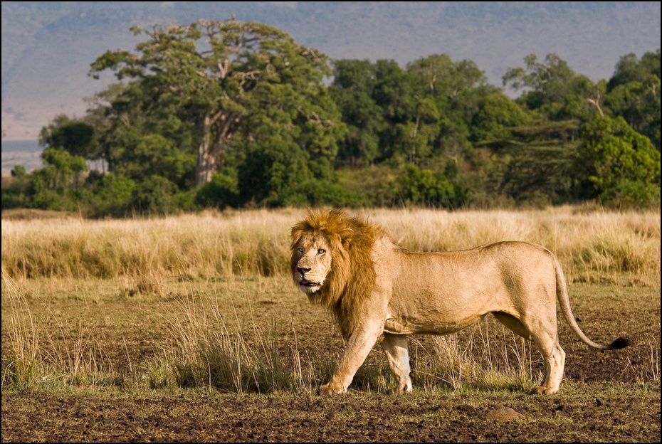  Lew Zwierzęta Nikon D300 Sigma APO 500mm f/4.5 DG/HSM Kenia 0 dzikiej przyrody łąka pustynia fauna masajski lew sawanna trawa zwierzę lądowe duże koty