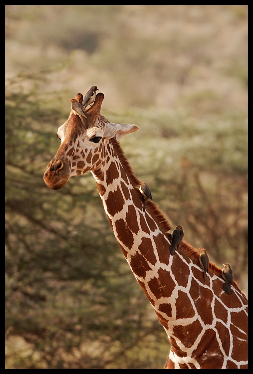 Żyrafa Przyroda żyrafa ssaki Nikon D200 Sigma APO 500mm f/4.5 DG/HSM Kenia 0 dzikiej przyrody zwierzę lądowe żyrafy fauna ssak organizm sawanna pysk safari