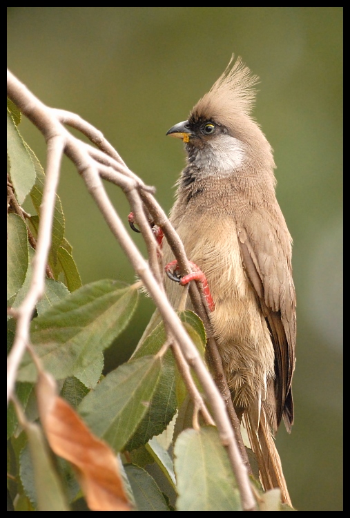  Czepiga rudawa Ptaki czepiga ptaki Nikon D200 Sigma APO 500mm f/4.5 DG/HSM Kenia 0 ptak fauna dziób bulbul dzikiej przyrody wróbel organizm ptak przysiadujący słowik Wróbel