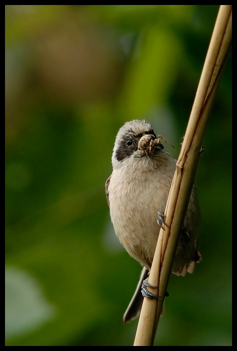 Remiz Ptaki remiz ptaki Nikon D200 Sigma APO 50-500mm f/4-6.3 HSM Zwierzęta ptak dziób fauna wróbel Wróbel dzikiej przyrody ścieśniać ptak przysiadujący strzyżyk organizm