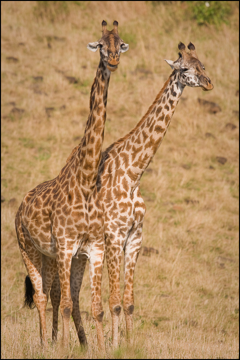  Żyrafa Zwierzęta Nikon D300 Sigma APO 500mm f/4.5 DG/HSM Kenia 0 żyrafa zwierzę lądowe dzikiej przyrody żyrafy fauna ssak sawanna łąka safari organizm