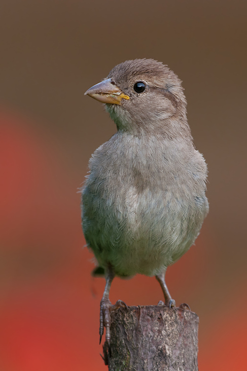  Wróbel Ptaki Nikon D300 Sigma APO 500mm f/4.5 DG/HSM Zwierzęta ptak dziób fauna wróbel pióro zięba ścieśniać dzikiej przyrody skrzydło