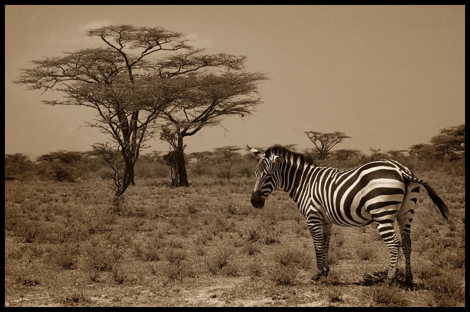  Zebra #24 Przyroda zebry ssaki kenia samburu Nikon D70 AF-S Zoom-Nikkor 18-70mm f/3.5-4.5G IF-ED Kenia 0 dzikiej przyrody zebra łąka fauna czarny i biały sawanna ekosystem pustynia safari zwierzę lądowe