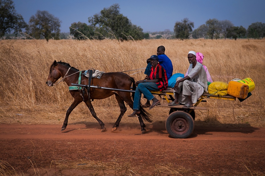  Dwukółka Senegal Nikon D300 AF-S Zoom-Nikkor 17-55mm f/2.8G IF-ED Budapeszt Bamako 0 rodzaj transportu rydwan uprząż konia wózek koń juczne zwierzę obszar wiejski pojazd wodza pole