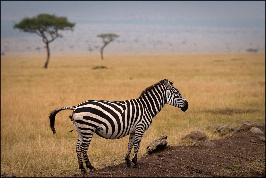  Zebra Zwierzęta Nikon D300 Sigma APO 500mm f/4.5 DG/HSM Kenia 0 dzikiej przyrody łąka zebra ekosystem fauna sawanna pustynia zwierzę lądowe safari Równina