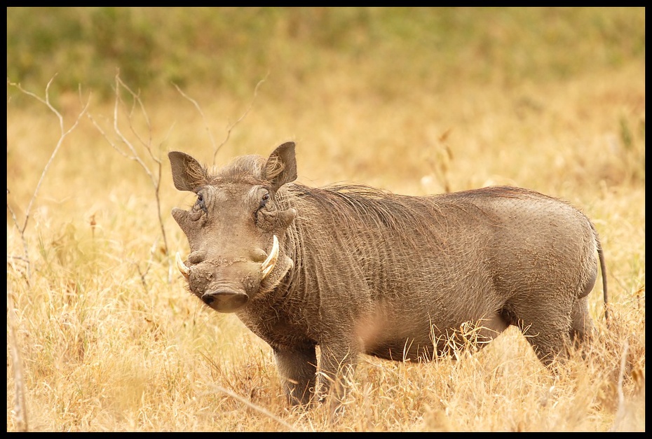  Guziec Przyroda guziec ssaki Nikon D200 Sigma APO 500mm f/4.5 DG/HSM Kenia 0 dzikiej przyrody zwierzę lądowe świnia jak ssak świnia fauna ssak pysk łąka trawa