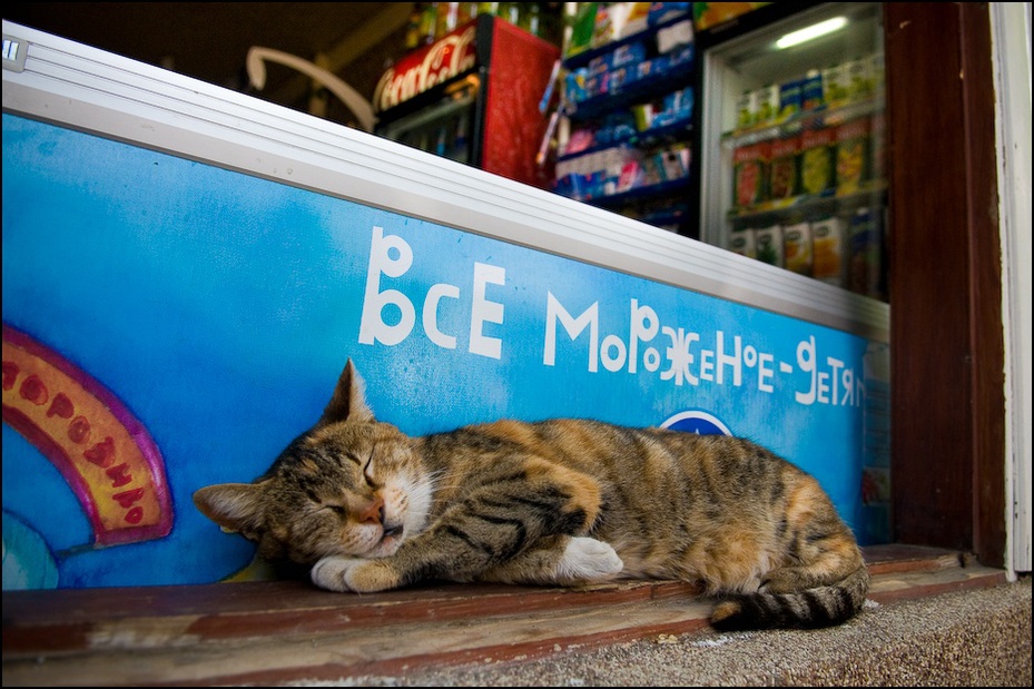  Koci sen lodach Ukraina, Odessa 0 Nikon D300 AF-S Zoom-Nikkor 17-55mm f/2.8G IF-ED kot ssak małe i średnie koty kręgowiec kot jak ssak wąsy pysk carnivoran