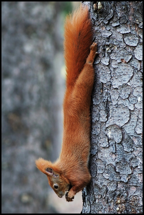  Wiewiórka Inne Nikon D70 AF-S Micro-Nikkor 105mm f/2.8G IF-ED Zwierzęta wiewiórka fauna ssak dzikiej przyrody futro lis wiewiórka ogon czerwony lis pysk wąsy