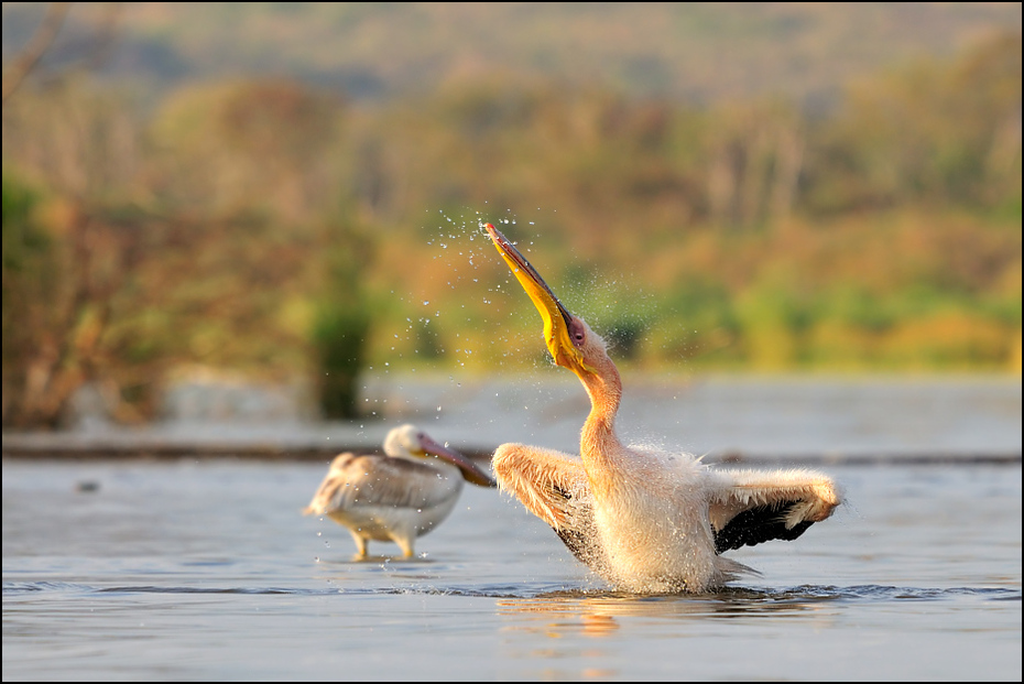  Pelikan Ptaki Nikon D300 Sigma APO 500mm f/4.5 DG/HSM Etiopia 0 ptak dzikiej przyrody woda fauna wodny ptak ptak morski dziób kaczki gęsi i łabędzie seaduck shorebird