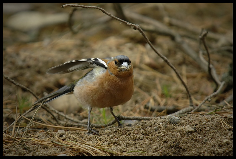  Zięba Ptaki zięba ptaki Nikon D70 Sigma APO 100-300mm f/4 HSM Zwierzęta ptak dziób fauna ekosystem dzikiej przyrody organizm pióro flycatcher starego świata ptak przysiadujący