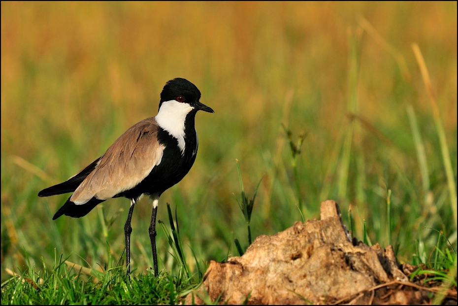  Czajka szponiasta Ptaki Nikon D300 Sigma APO 500mm f/4.5 DG/HSM Etiopia 0 ptak ekosystem fauna dziób dzikiej przyrody shorebird ecoregion trawa zamaskowana czajka skrzydło