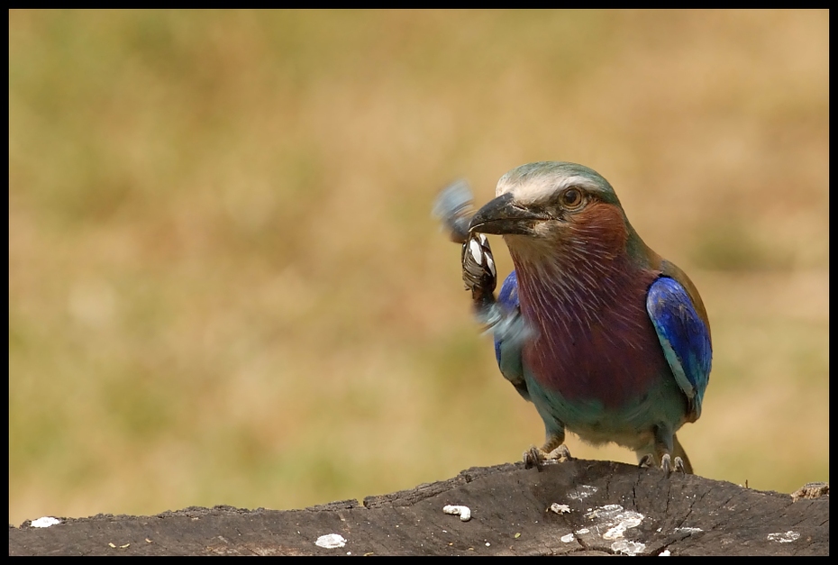  Kraska Ptaki kraska ptaki Nikon D200 Sigma APO 500mm f/4.5 DG/HSM Kenia 0 ptak dziób fauna wałek dzikiej przyrody oko organizm pióro