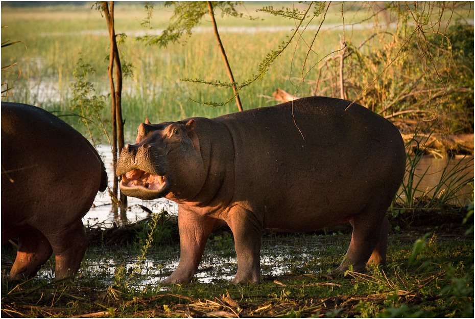  Hipopotam Zwierzęta Nikon D200 AF-S Nikkor 70-200mm f/2.8G Kenia 0 zwierzę lądowe fauna hipopotam dzikiej przyrody trawa pysk organizm nosorożec dżungla