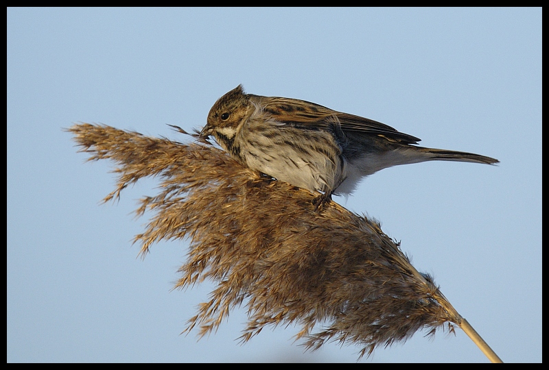  Potrzos Ptaki potrzos ptaki Nikon D70 Sigma APO 100-300mm f/4 HSM Zwierzęta ptak fauna dziób pióro wróbel dzikiej przyrody skrzydło skowronek Wróbel flycatcher starego świata