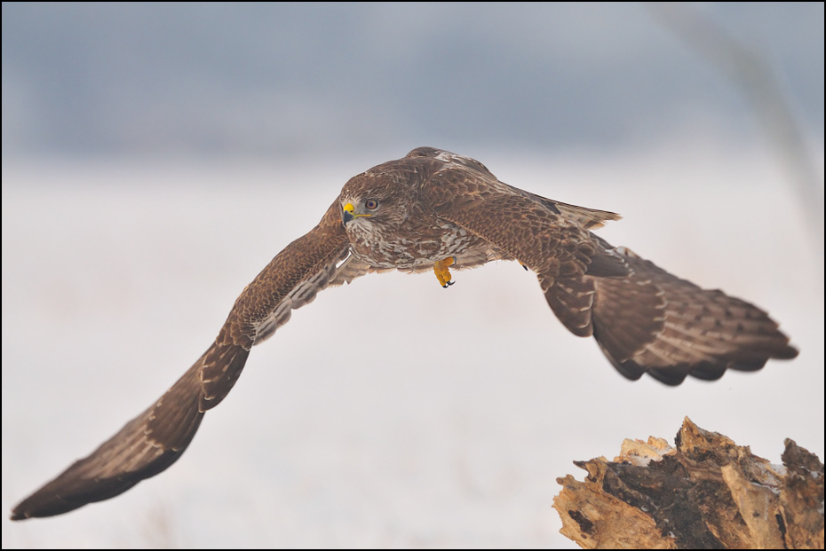  Myszołów #12 Ptaki Nikon D300 Sigma APO 500mm f/4.5 DG/HSM Zwierzęta ptak fauna dziób orzeł myszołów ptak drapieżny jastrząb dzikiej przyrody accipitriformes sokół
