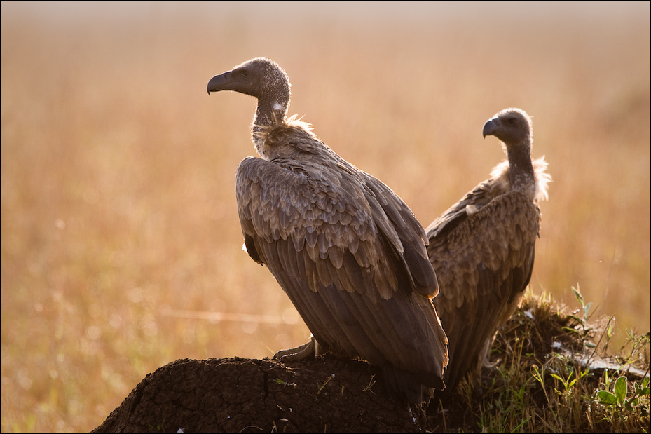  Sęp Afrykański Ptaki Nikon D300 Sigma APO 500mm f/4.5 DG/HSM Kenia 0 ptak drapieżny fauna ptak dziób orzeł dzikiej przyrody sęp accipitriformes ecoregion zbiory fotografii