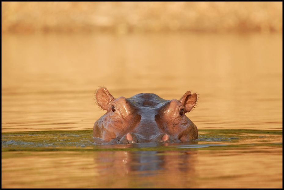  Hipopotam Inne Nikon D200 Sigma APO 50-500mm f/4-6.3 HSM Zwierzęta dzikiej przyrody fauna organizm hipopotam pysk zwierzę lądowe
