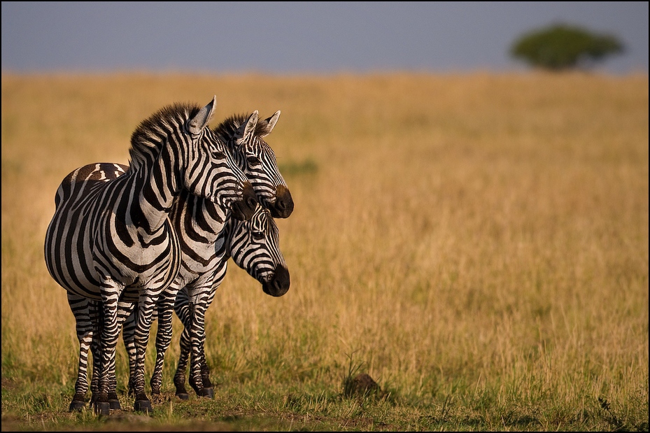  Zebry Zwierzęta Nikon D300 Sigma APO 500mm f/4.5 DG/HSM Kenia 0 dzikiej przyrody łąka zebra fauna zwierzę lądowe ekosystem ssak sawanna trawa pustynia
