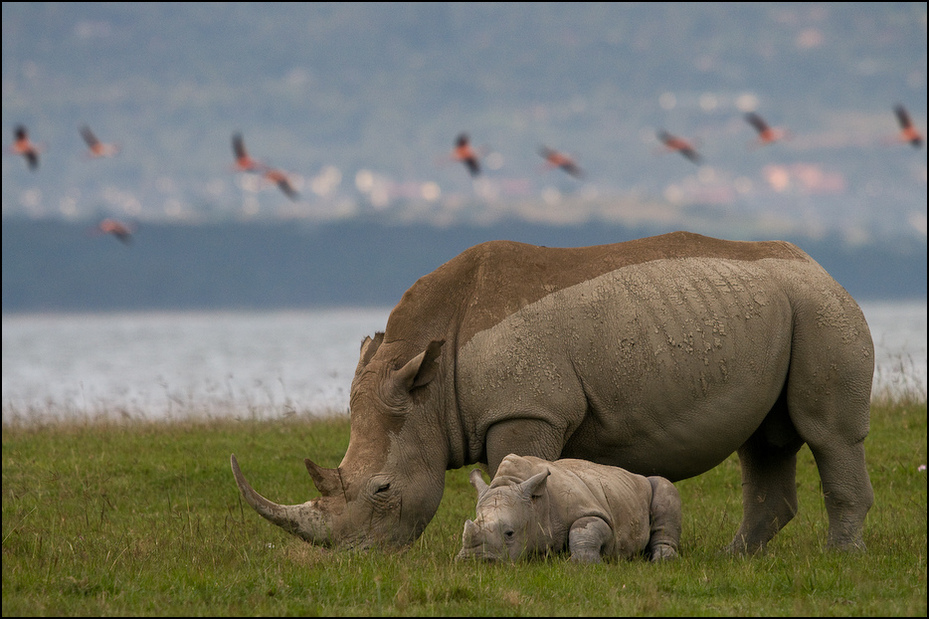  Nosorożec młodym Zwierzęta Nikon D300 Sigma APO 500mm f/4.5 DG/HSM Kenia 0 dzikiej przyrody zwierzę lądowe łąka ekosystem ssak nosorożec fauna trawa sawanna safari