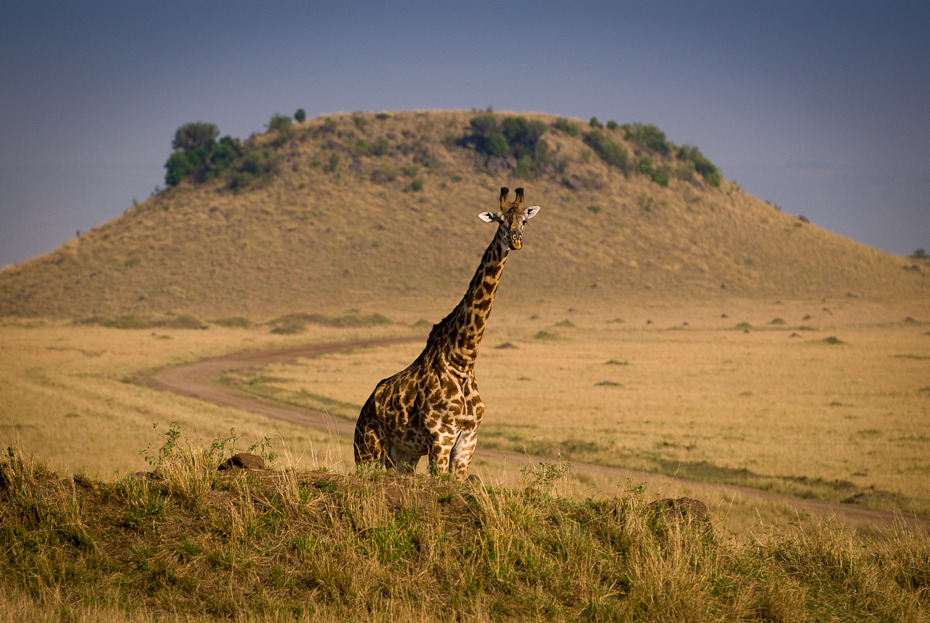  Żyrafa Zwierzęta Nikon D200 AF-S Nikkor 70-200mm f/2.8G Kenia 0 dzikiej przyrody żyrafa łąka ekosystem pustynia sawanna fauna zwierzę lądowe żyrafy Park Narodowy