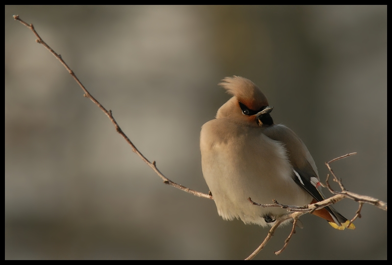  Jemiołuszka #12 Ptaki jemiołuszka ptaki Nikon D200 Sigma APO 100-300mm f/4 HSM Zwierzęta ptak dziób fauna dzikiej przyrody gałąź zięba pióro Gałązka ścieśniać skrzydło