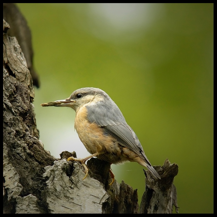  Kowalik Ptaki kowalik ptak Nikon D200 Sigma APO 70-300mm f/4-5.6 Macro Zwierzęta dziób fauna ekosystem dzikiej przyrody flycatcher starego świata organizm pióro drzewo skrzydło