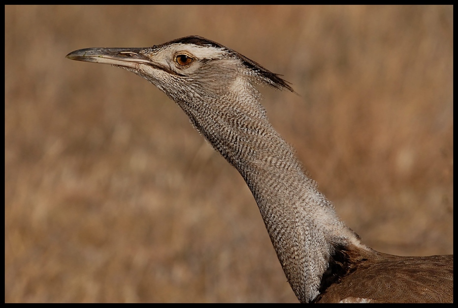  Drop olbrzymi Ptaki drop ptaki kenia Nikon D200 Sigma APO 500mm f/4.5 DG/HSM Kenia 0 ptak dziób fauna dzikiej przyrody ścieśniać zwierzę lądowe pióro
