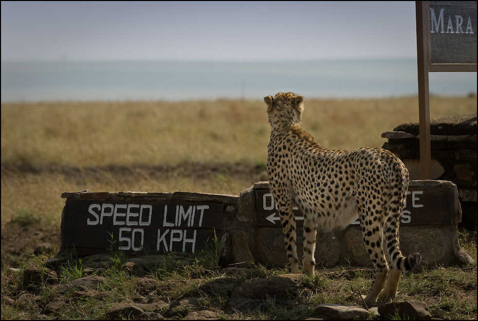  Gepard ograniczenie prędkości Zwierzęta Nikon D300 Sigma APO 500mm f/4.5 DG/HSM Kenia 0 gepard dzikiej przyrody ekosystem fauna pustynia zwierzę lądowe niebo łąka trawa Park Narodowy