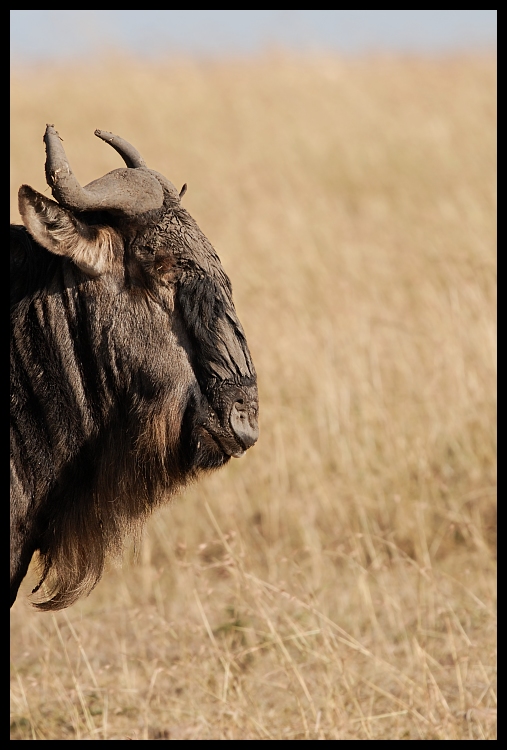  Antylopa gnu Przyroda Nikon D200 Sigma APO 500mm f/4.5 DG/HSM Kenia 0 dzikiej przyrody róg fauna sawanna trawa ecoregion bydło takie jak ssak łąka preria