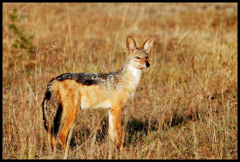  Szakal Przyroda Nikon D200 Sigma APO 500mm f/4.5 DG/HSM Kenia 0 dzikiej przyrody szakal fauna łąka ssak ekosystem zwierzę lądowe preria kojot trawa