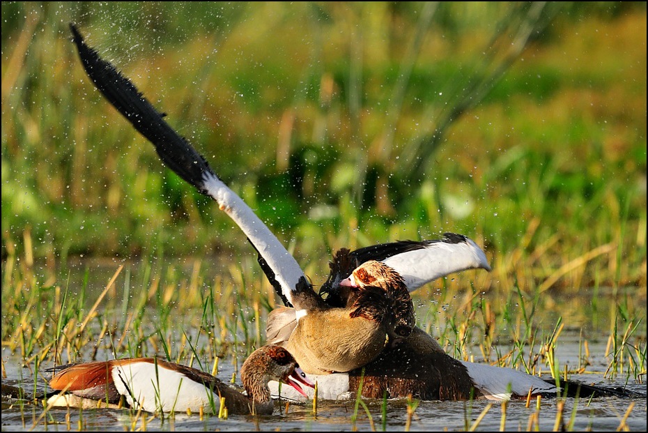  Gęś egipska Ptaki Nikon D300 Sigma APO 500mm f/4.5 DG/HSM Etiopia 0 ptak woda fauna dzikiej przyrody wodny ptak kaczki gęsi i łabędzie dziób trawa kaczka gęś