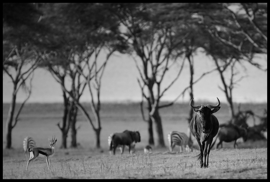  Antylopa gnu Przyroda Nikon D200 Sigma APO 500mm f/4.5 DG/HSM Kenia 0 dzikiej przyrody czarny i biały czarny fauna fotografia monochromatyczna fotografia sawanna monochromia safari drzewo