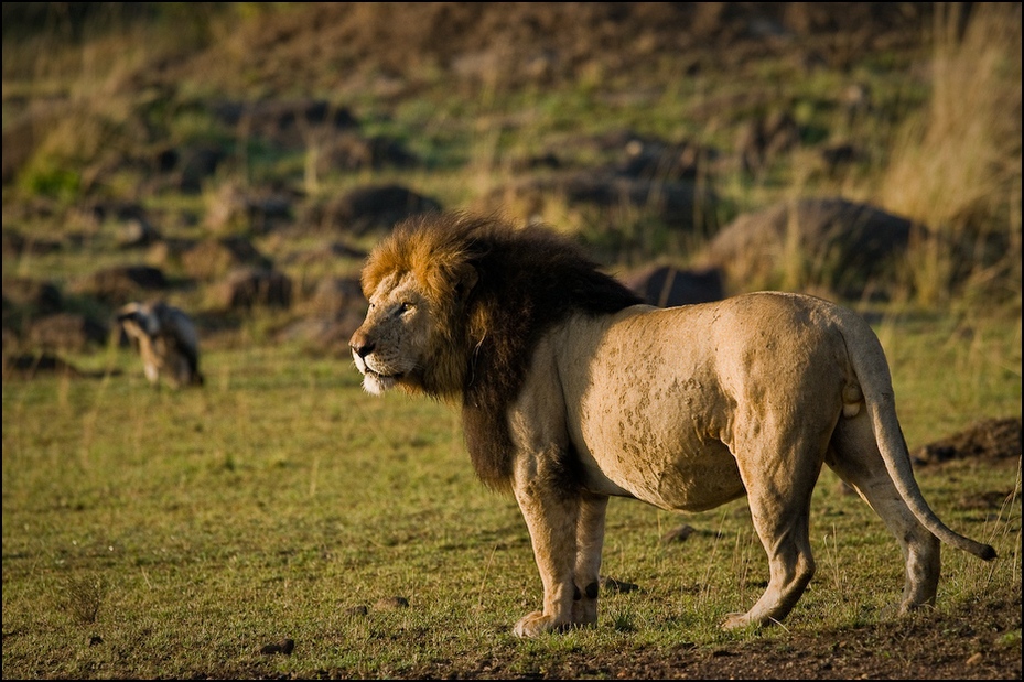  Lew Zwierzęta Nikon D300 Sigma APO 500mm f/4.5 DG/HSM Kenia 0 dzikiej przyrody fauna pustynia zwierzę lądowe masajski lew trawa duże koty organizm safari