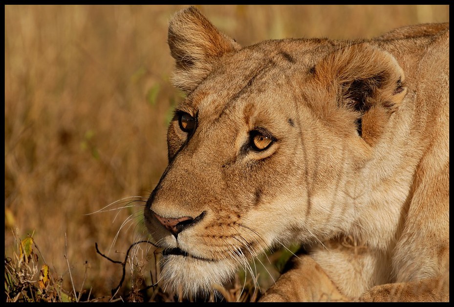  Lwica #13 Przyroda lew ssaki kenia lwy Nikon D200 Sigma APO 500mm f/4.5 DG/HSM Kenia 0 dzikiej przyrody Lew zwierzę lądowe ssak fauna masajski lew pustynia wąsy duże koty pysk