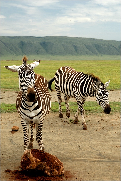  Zebry Zwierzęta Nikon D300 Sigma APO 500mm f/4.5 DG/HSM Tanzania 0 dzikiej przyrody zebra fauna zwierzę lądowe łąka sawanna koń jak ssak safari organizm ecoregion