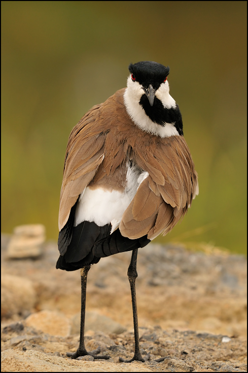  Czajka szponiasta Ptaki Nikon D300 Sigma APO 500mm f/4.5 DG/HSM Etiopia 0 ptak fauna dziób dzikiej przyrody pióro skrzydło wodny ptak