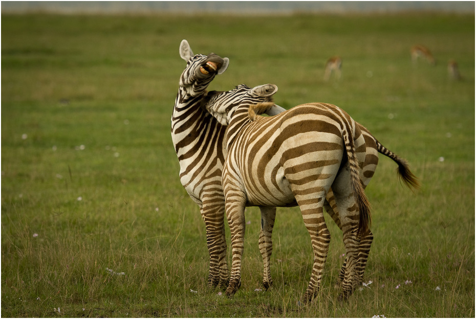  Zebry Zwierzęta Nikon D200 AF-S Nikkor 70-200mm f/2.8G Kenia 0 dzikiej przyrody zwierzę lądowe zebra łąka ekosystem fauna ssak trawa pasący się sawanna