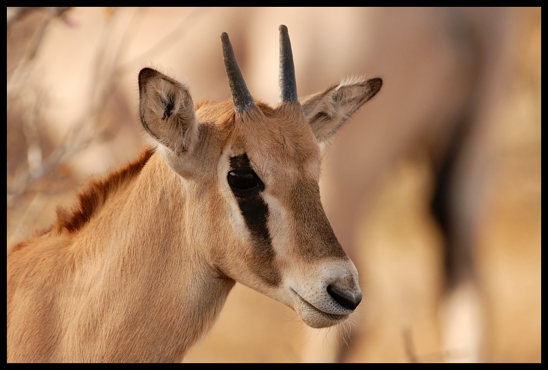  Oryks Przyroda oryks ssaki kenya Nikon D200 Sigma APO 500mm f/4.5 DG/HSM Kenia 0 dzikiej przyrody fauna ssak antylopa zwierzę lądowe róg gazela impala pysk springbok
