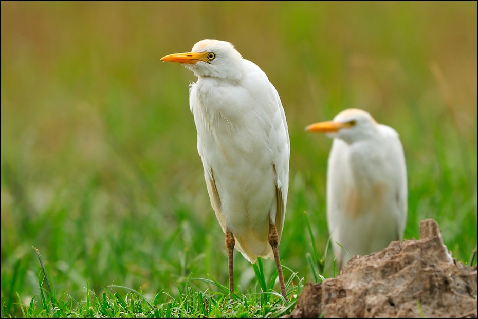  Czapla złotawa Ptaki Nikon D300 Sigma APO 500mm f/4.5 DG/HSM Etiopia 0 ptak dziób ekosystem fauna dzikiej przyrody egret trawa łąka