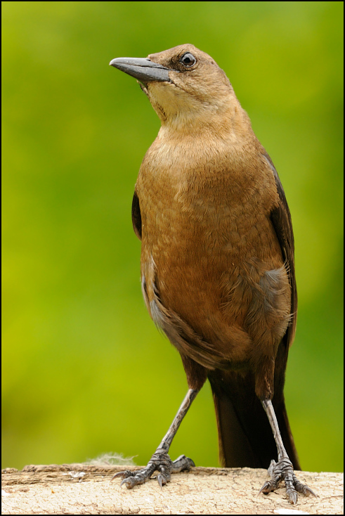  Drozd brązowy Ptaki Nikon D300 Sigma APO 500mm f/4.5 DG/HSM USA, Floryda 0 ptak fauna dziób dzikiej przyrody słowik organizm flycatcher starego świata ptak przysiadujący pióro strzyżyk