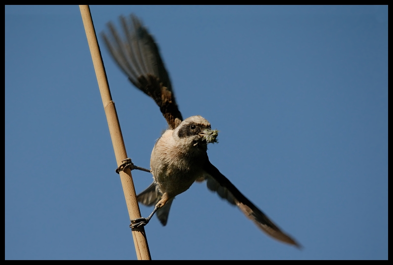  Remiz Ptaki remiz ptaki Nikon D200 Sigma APO 50-500mm f/4-6.3 HSM Zwierzęta ptak fauna dziób dzikiej przyrody niebo skrzydło pióro sokół ptak przysiadujący Gałązka