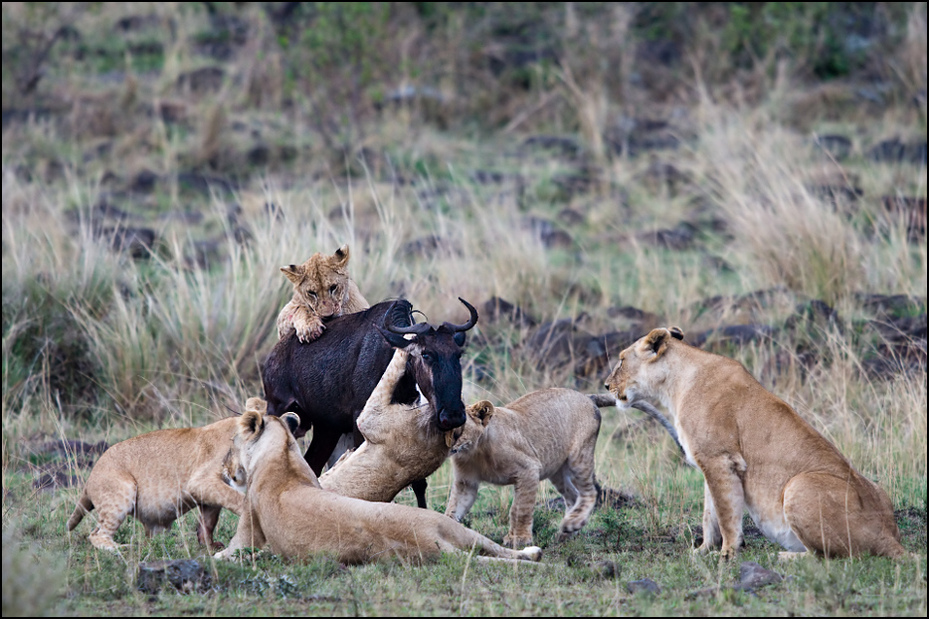  Nauka młodych lwów Zwierzęta Nikon D300 Sigma APO 500mm f/4.5 DG/HSM Kenia 0 dzikiej przyrody Lew ssak fauna masajski lew pustynia zwierzę lądowe duże koty safari kot jak ssak