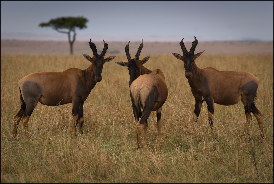  Topi Zwierzęta Nikon D200 AF-S Nikkor 70-200mm f/2.8G Kenia 0 dzikiej przyrody ekosystem fauna łąka antylopa pustynia łoś zwierzę lądowe trawa jeleń