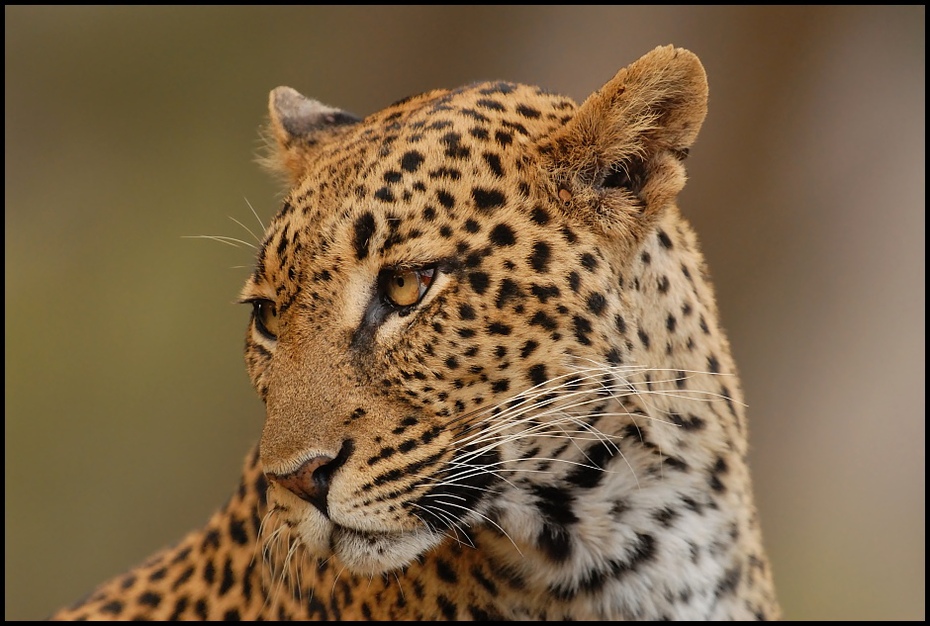  Lampart Przyroda Nikon D200 Sigma APO 500mm f/4.5 DG/HSM Kenia 0 lampart dzikiej przyrody zwierzę lądowe ssak gepard wąsy fauna jaguar pysk duże koty
