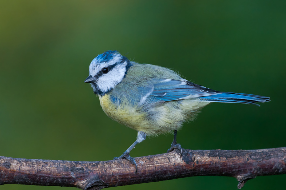  Modraszka Ptaki sikorka modraszka ptaki Nikon D300 Sigma APO 500mm f/4.5 DG/HSM Zwierzęta ptak fauna dziób dzikiej przyrody niebieski ptak sójka modrosójka Błękitna flycatcher starego świata ptak przysiadujący chickadee